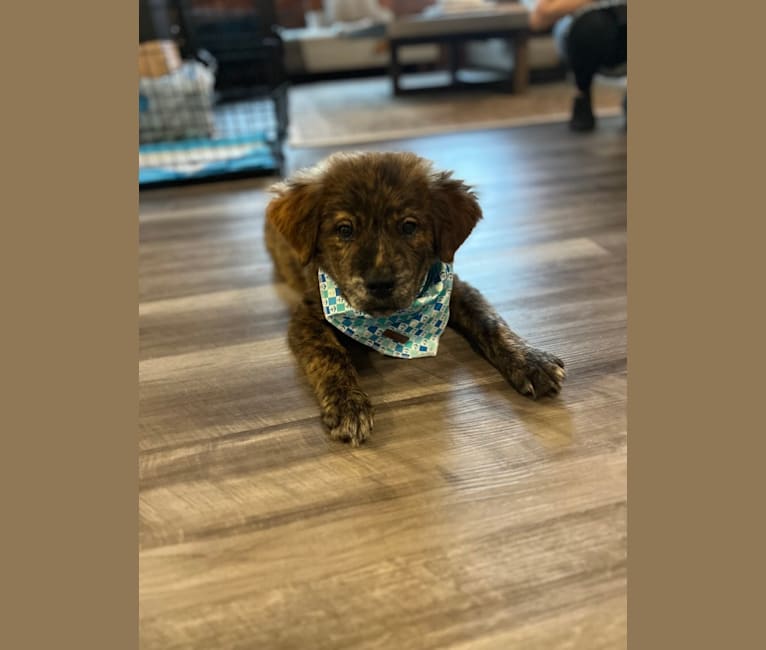 Rudder, a Labrador Retriever and Chow Chow mix tested with EmbarkVet.com