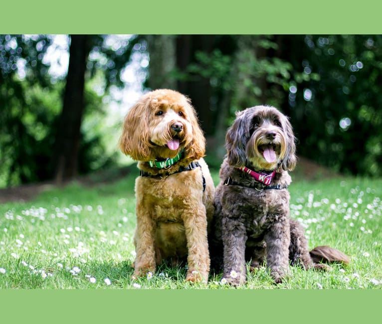 Photo of Rowan, a Poodle (Small), Poodle (Standard), and Cocker Spaniel mix in Eugene, OR, USA