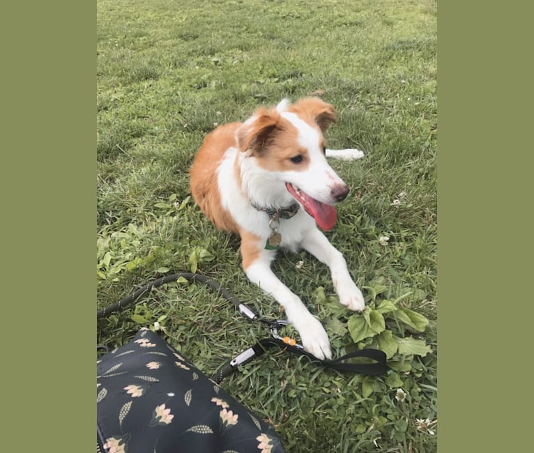 Bailey, a Collie and Shetland Sheepdog mix tested with EmbarkVet.com