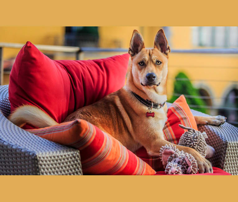 Carolina dog dna cheap