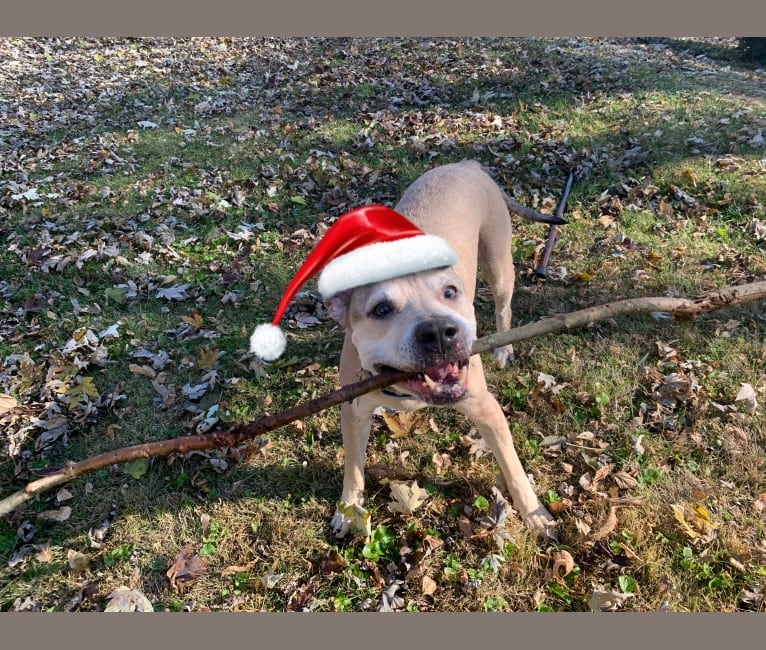 Photo of Clyde, an American Pit Bull Terrier  in Waterloo, Illinois, USA