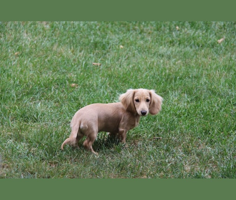 Oliver (Ollie) von Frederick, a Dachshund tested with EmbarkVet.com