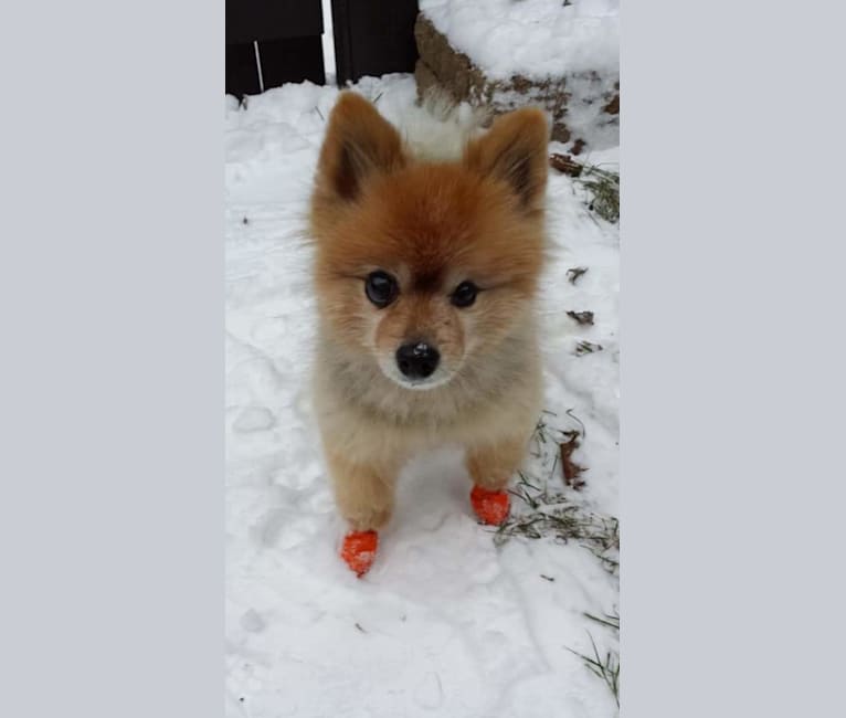 Photo of Zeke, a Pomeranian  in Lake in the Hills, Illinois, USA