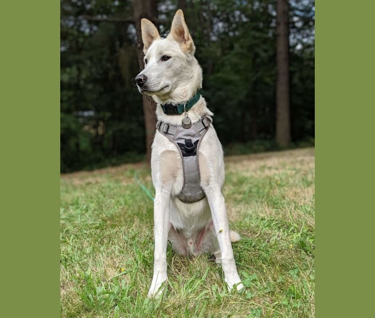 Summit, a Siberian Husky and Great Pyrenees mix tested with EmbarkVet.com