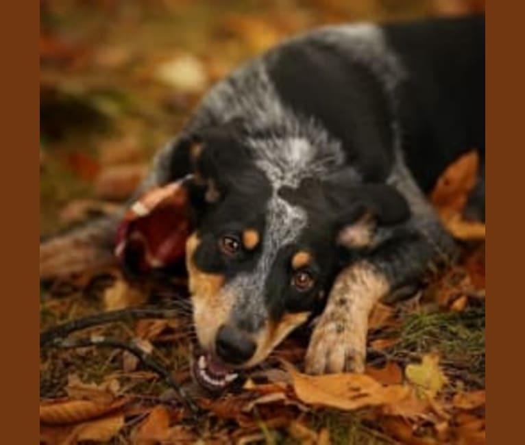 Ranger, an Australian Cattle Dog and American English Coonhound mix tested with EmbarkVet.com