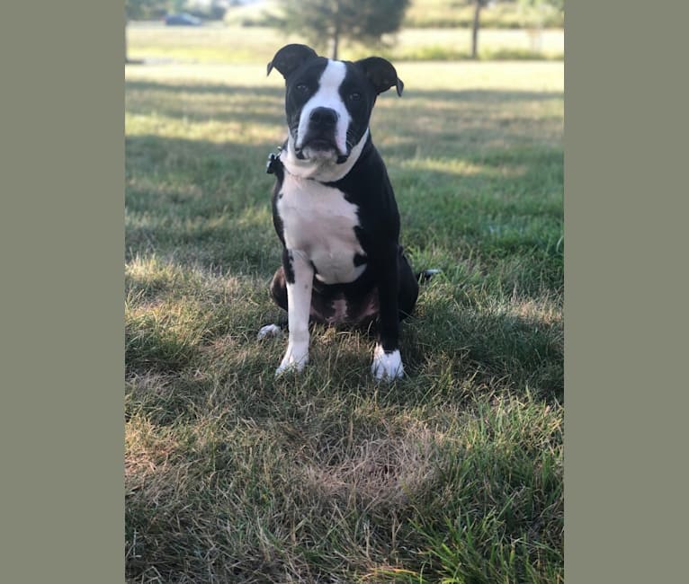 Photo of Ellie, an American Pit Bull Terrier and American Staffordshire Terrier mix in Indianapolis, IN, USA