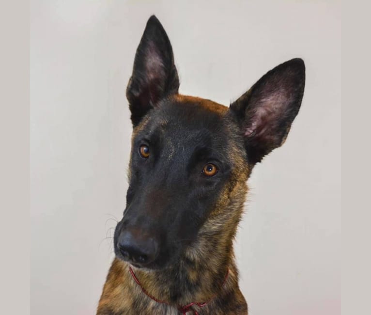 Embark Dog Dna Test Breed