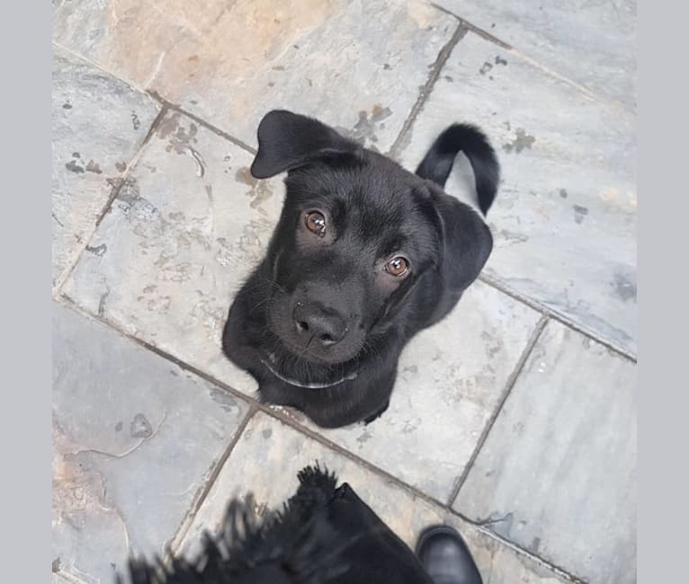 Ohana, a Hong Kong Village Dog tested with EmbarkVet.com