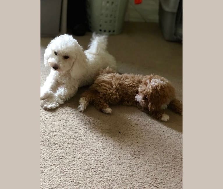 Cutie Pie, a Poodle (Small) and Bichon Frise mix tested with EmbarkVet.com