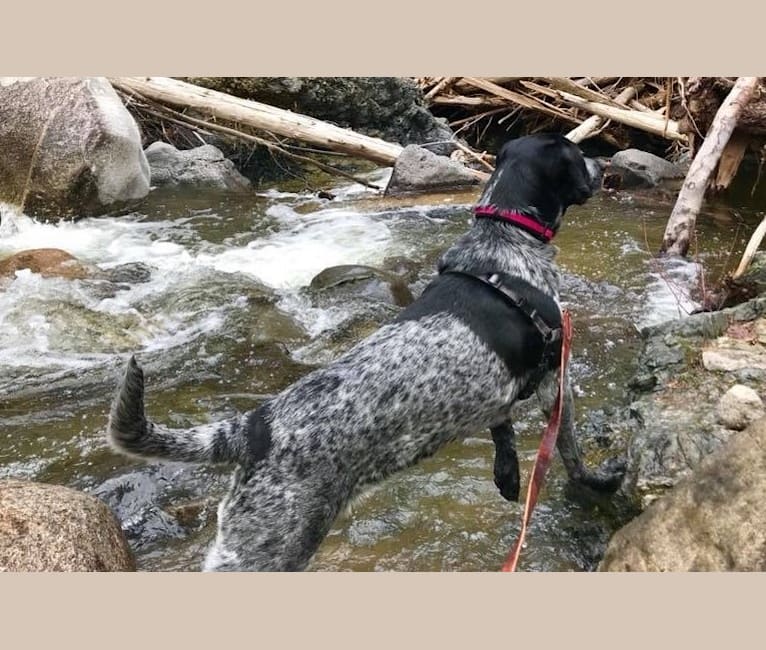 Aspen, a Labrador Retriever and German Shepherd Dog mix tested with EmbarkVet.com
