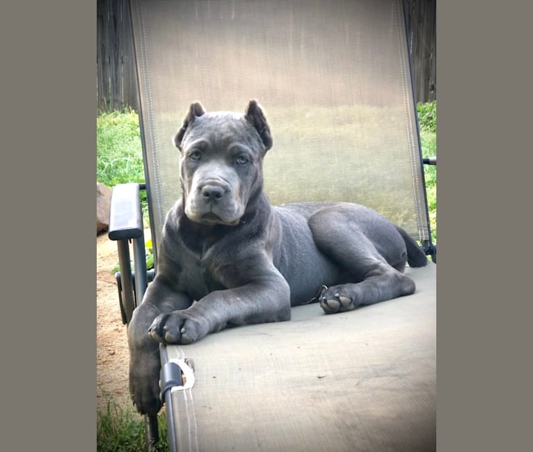 Trinity sales cane corso