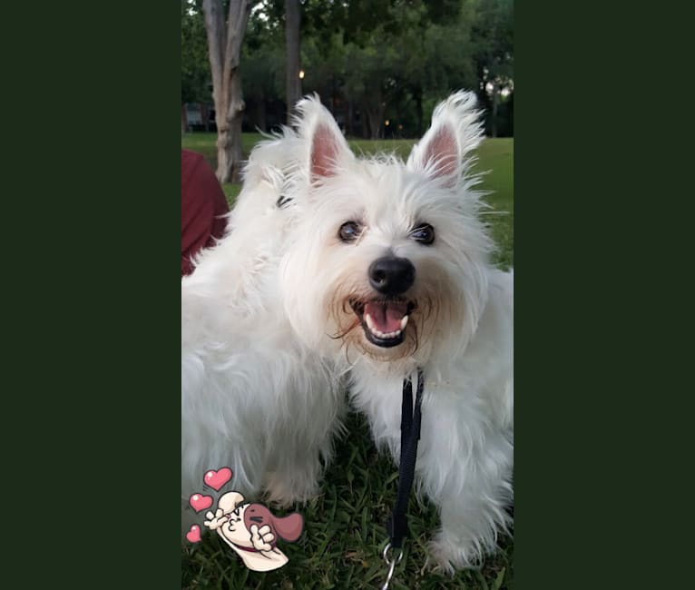 Riley, a West Highland White Terrier tested with EmbarkVet.com