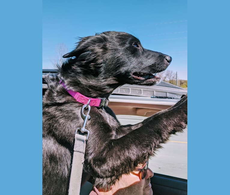 Photo of Emmy Lou, a German Shorthaired Pointer, Siberian Husky, German Wirehaired Pointer, German Shepherd Dog, Labrador Retriever, and Mixed mix in Turtle Mountain, ND, USA