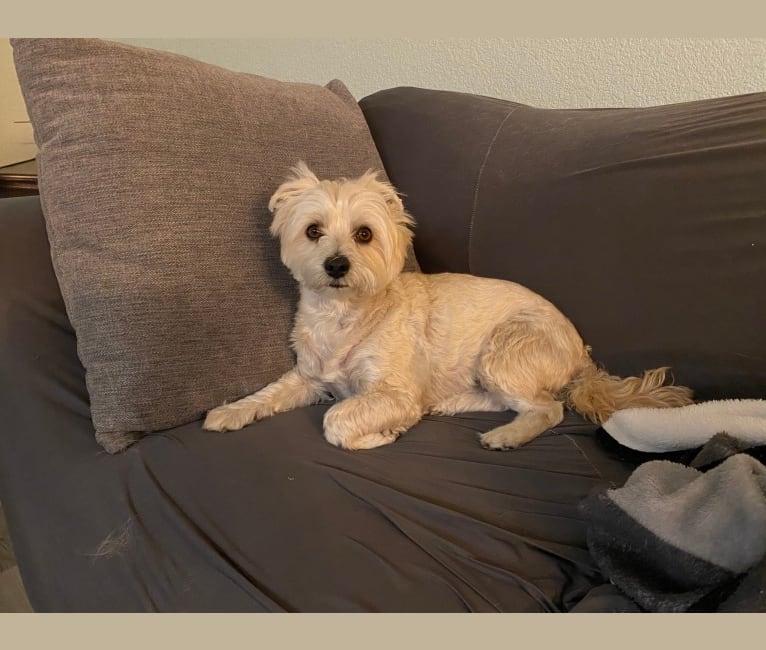 Teddy, a Yorkshire Terrier and Poodle (Small) mix tested with EmbarkVet.com