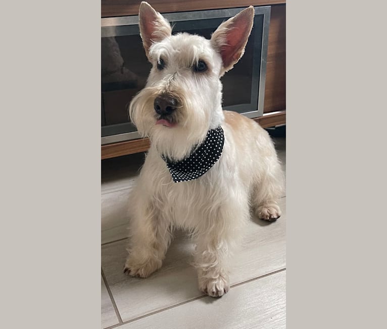 King, a Scottish Terrier tested with EmbarkVet.com