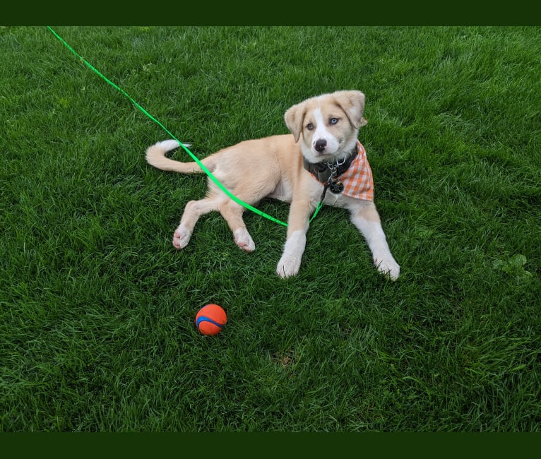 Archie, an Australian Shepherd and Jindo mix tested with EmbarkVet.com