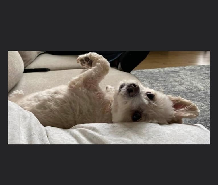Zuzu, a Miniature Pinscher and Poodle (Small) mix tested with EmbarkVet.com