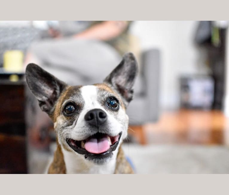 Bailey, a Boston Terrier and Russell-type Terrier mix tested with EmbarkVet.com