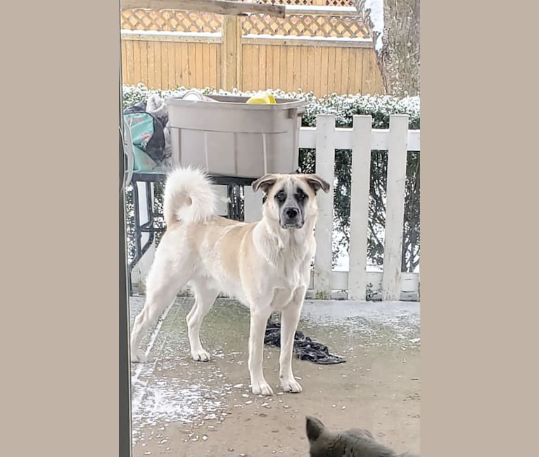 Marley, a Great Pyrenees and Australian Cattle Dog mix tested with EmbarkVet.com