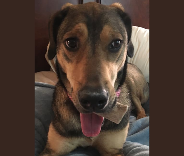 Redbone coonhound shepherd mix best sale