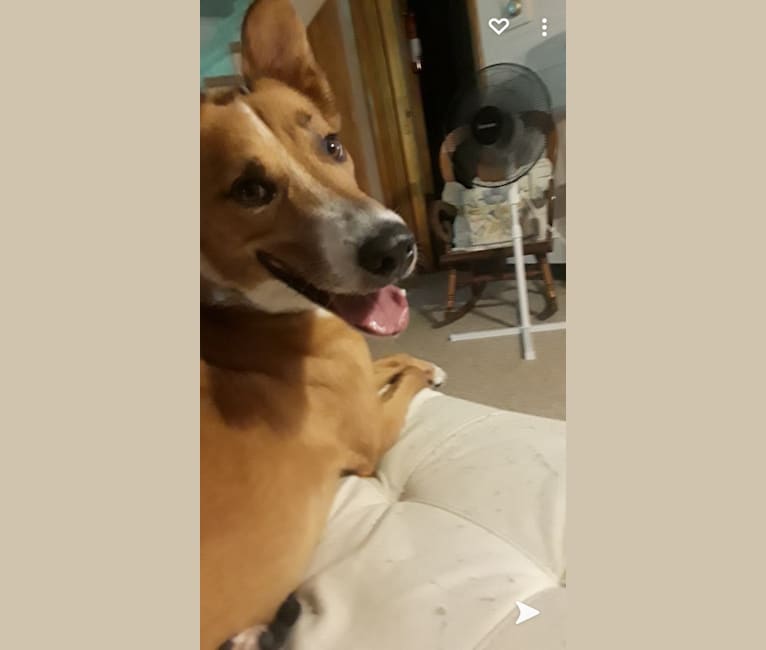 Cooper, a Collie and Chow Chow mix tested with EmbarkVet.com