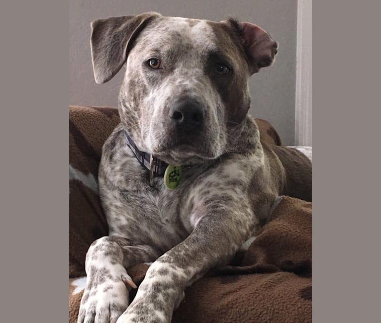 Sawyer, a Staffordshire Terrier and Australian Cattle Dog mix tested with EmbarkVet.com