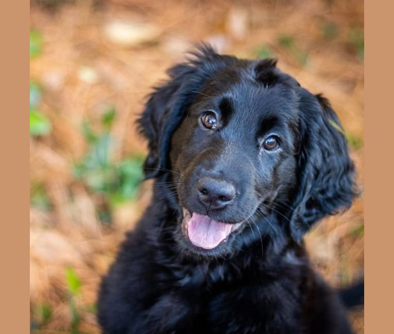 Photo of Epic, a Flat-Coated Retriever  in Norfolk, Virginia, USA