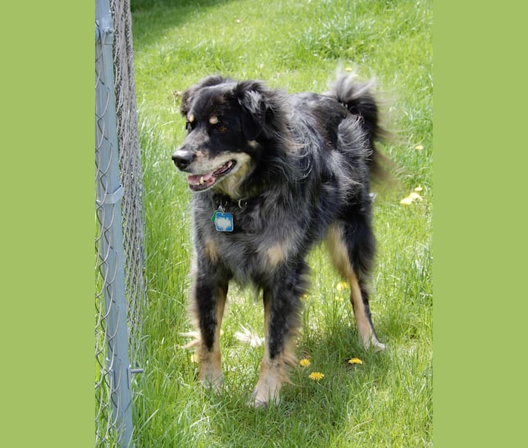 Photo of Blue, an Australian Cattle Dog, German Shepherd Dog, Chow Chow, Brittany, and Mixed mix in Halfmoon, New York, USA