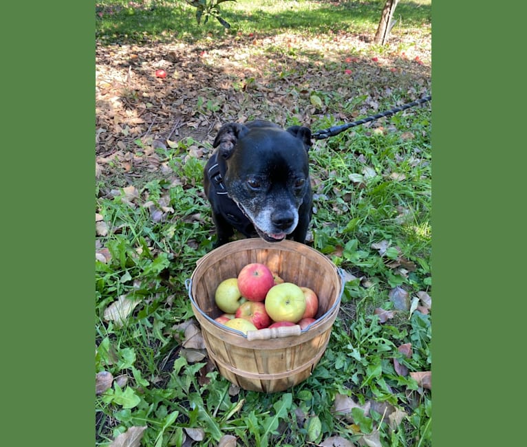 Emily, a Staffordshire Bull Terrier tested with EmbarkVet.com