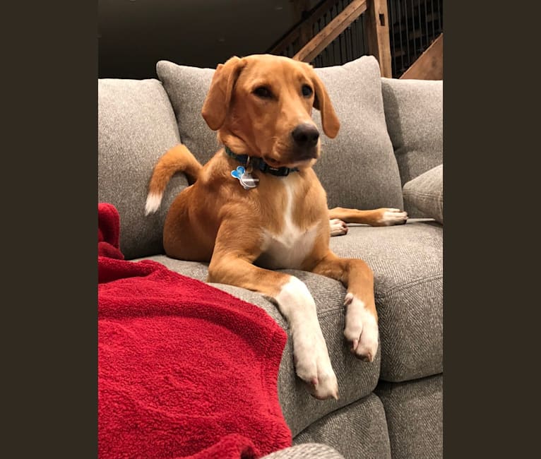 Izzy, a Labrador Retriever and Treeing Walker Coonhound mix tested with EmbarkVet.com