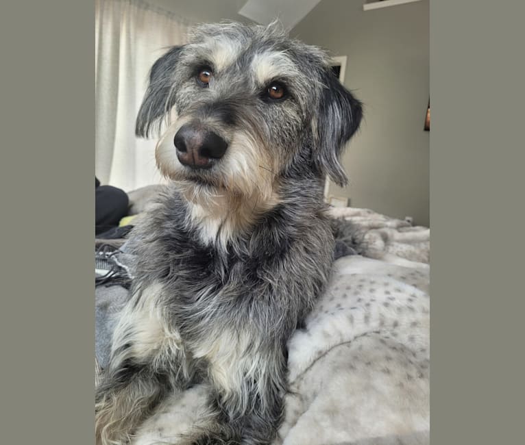 Alaskan poodle mix 2025