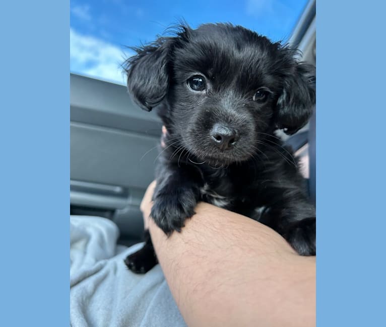 Claire, a Poodle (Small) and Chihuahua mix tested with EmbarkVet.com