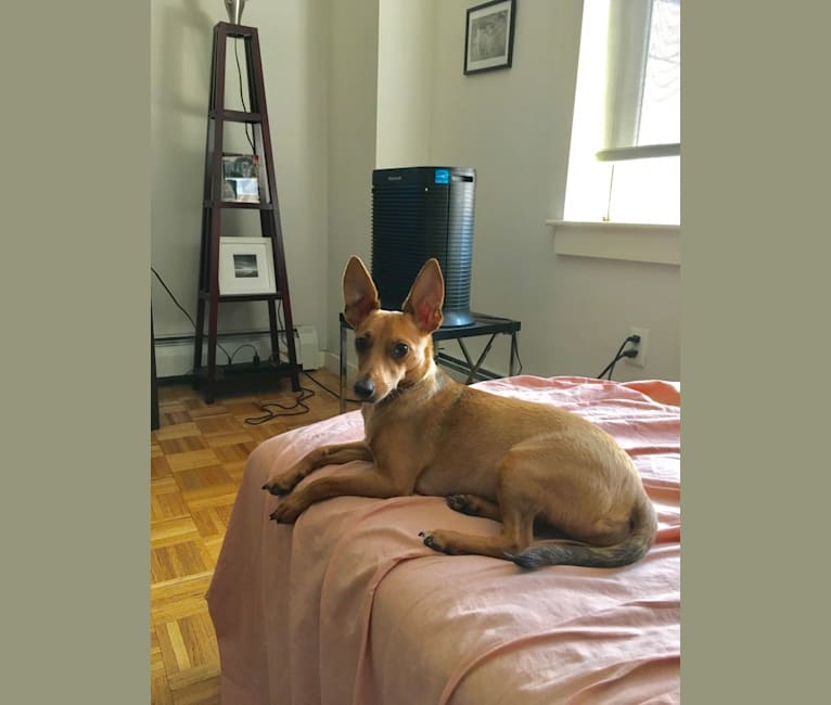 Cashew, a Chihuahua and Rat Terrier mix tested with EmbarkVet.com