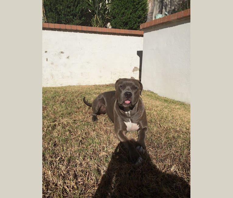 Left Brain, an American Bully and American Bulldog mix tested with EmbarkVet.com