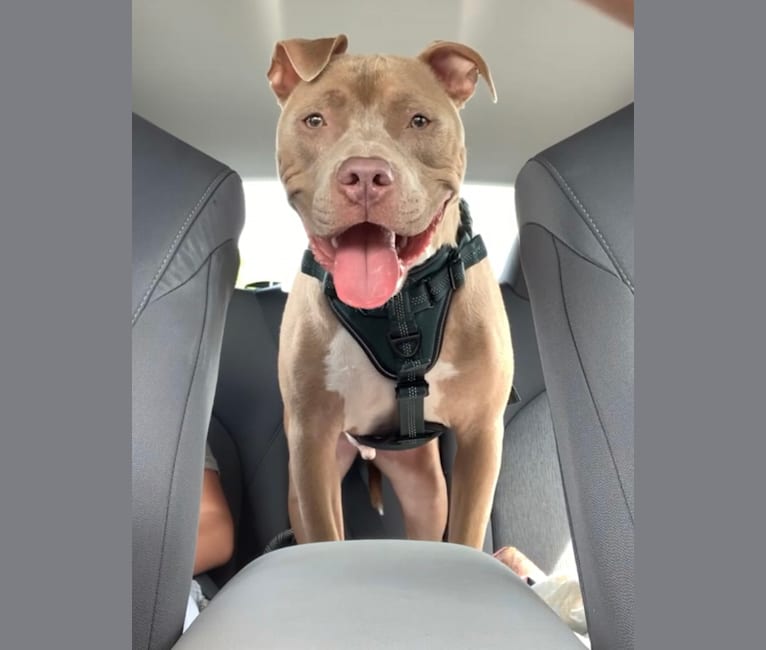 Photo of Thomas Bailey, an American Bully  in Clewiston, Florida, USA