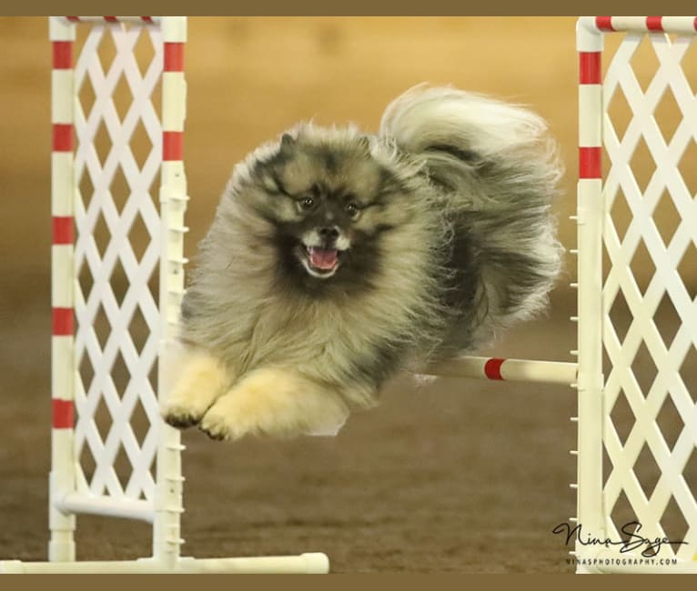Keeshond agility outlet