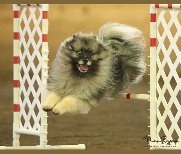 ARTIE, a Keeshond tested with EmbarkVet.com