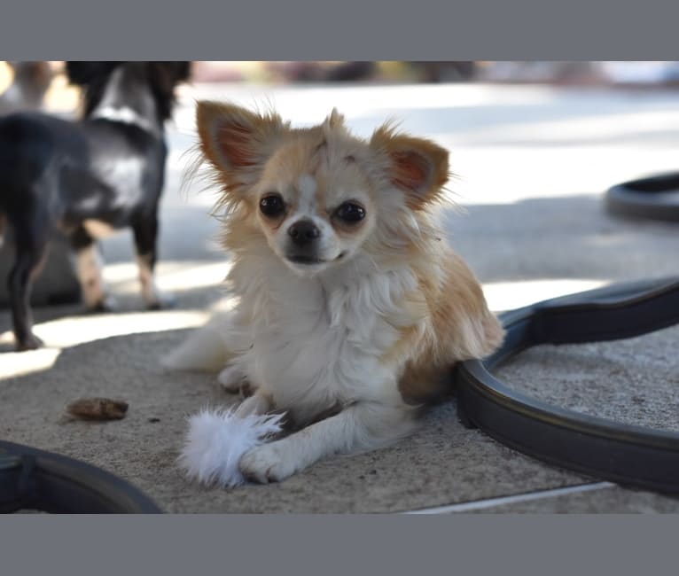 Rizzo, a Chihuahua tested with EmbarkVet.com