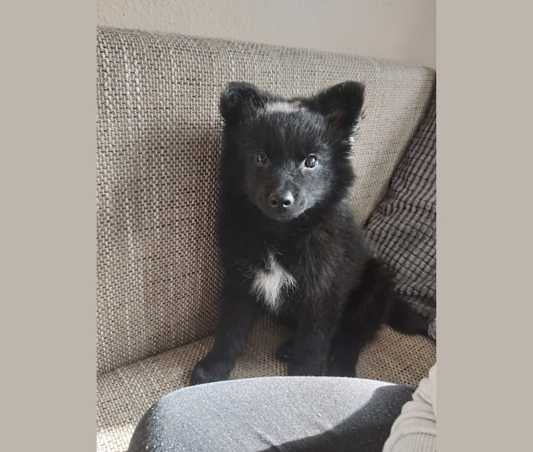 Füge, a Border Collie and Pomeranian mix tested with EmbarkVet.com