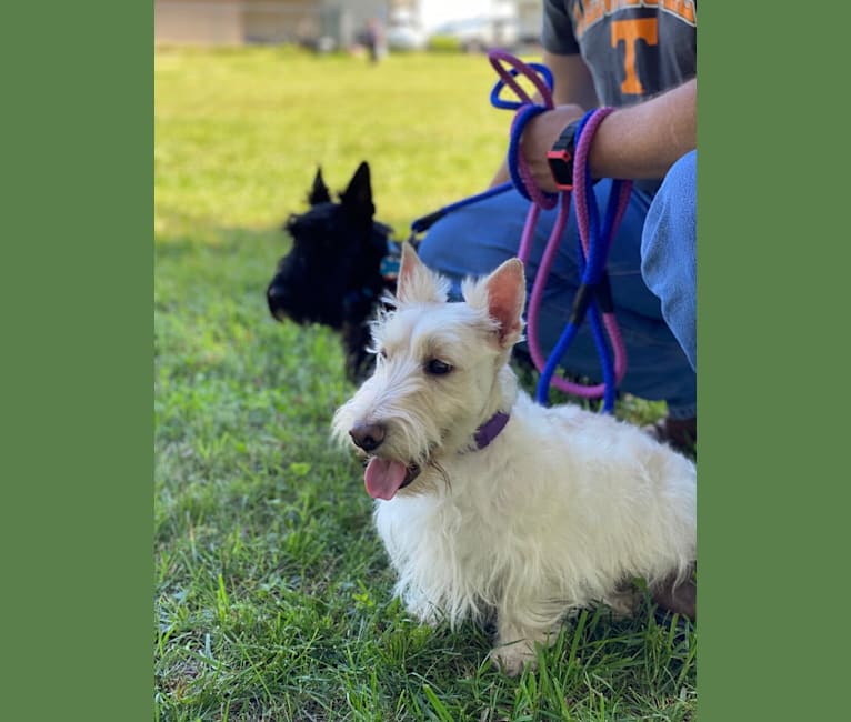 Photo of Ada Rose, a Scottish Terrier  in Cookeville, Tennessee, USA