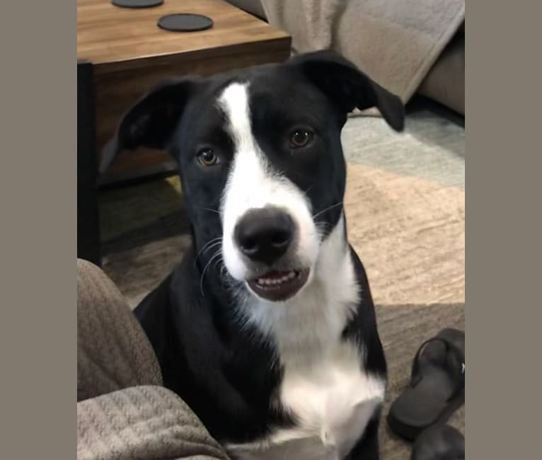 Frank Shore, an Australian Cattle Dog and Labrador Retriever mix tested with EmbarkVet.com