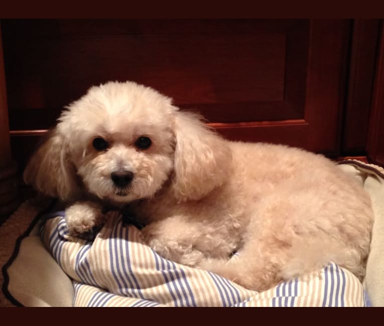 Sandy, a Poodle (Small) (14.0% unresolved) tested with EmbarkVet.com