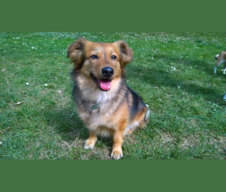 Aiko, an European Village Dog tested with EmbarkVet.com