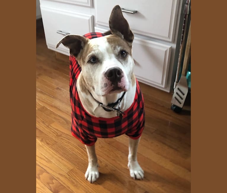Louie, an American Pit Bull Terrier and American Staffordshire Terrier mix tested with EmbarkVet.com