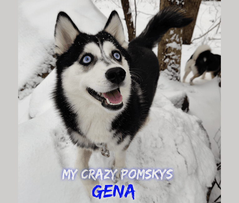 Gena, Gigi, a Pomsky tested with EmbarkVet.com