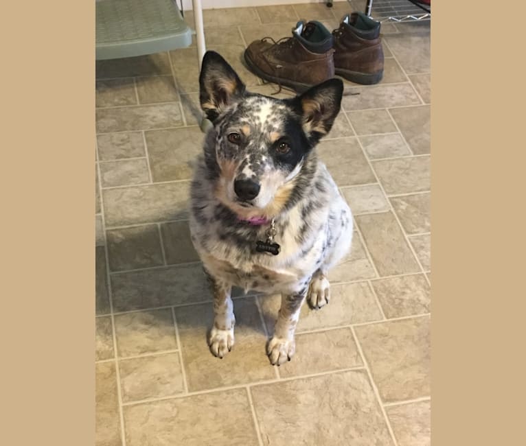 Lottie, an Australian Cattle Dog and Border Collie mix tested with EmbarkVet.com