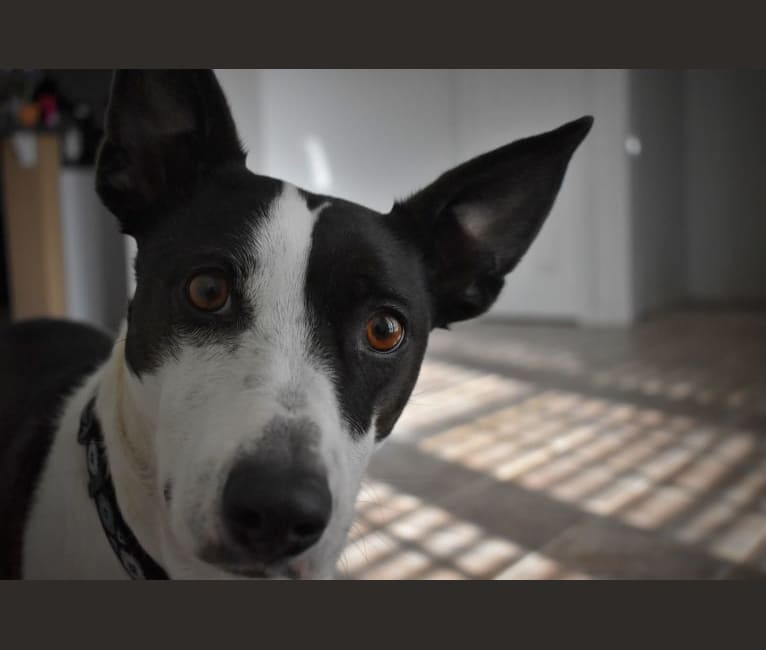 Photo of Kai, a Border Collie, American Pit Bull Terrier, and Mixed mix in Abernathy, TX, USA