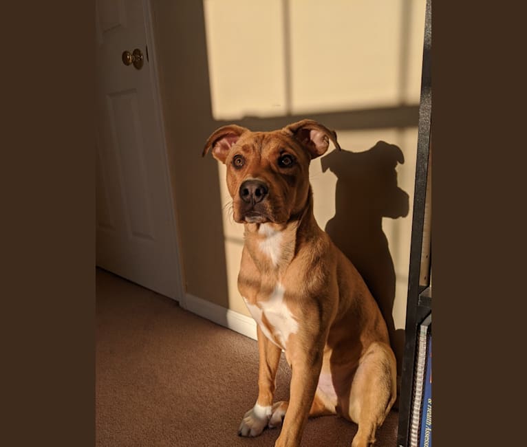 Catahoula shar pei mix 2025