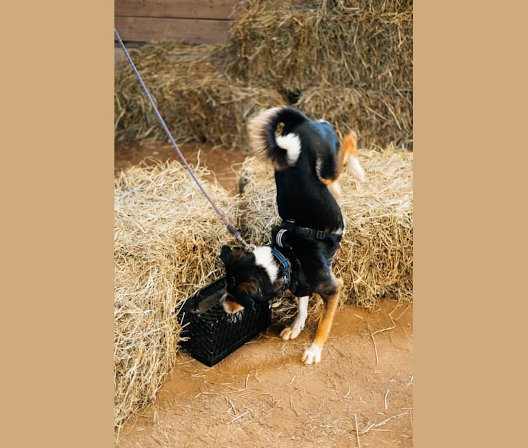 Penny, a Labrador Retriever and German Shepherd Dog mix tested with EmbarkVet.com