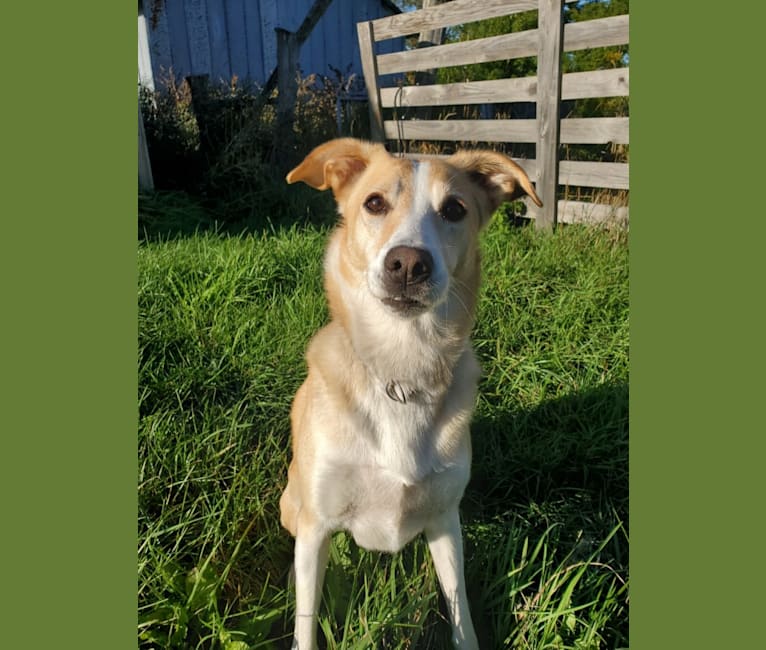 Bailey and JD, a Russell-type Terrier and Shetland Sheepdog mix tested with EmbarkVet.com